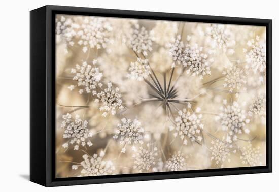 Queen Anne-Heidi Westum-Framed Premier Image Canvas