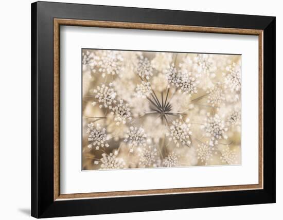 Queen Anne-Heidi Westum-Framed Photographic Print