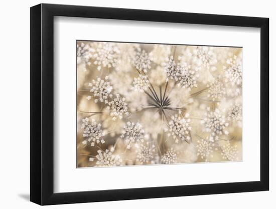 Queen Anne-Heidi Westum-Framed Photographic Print