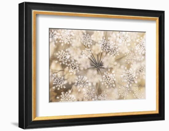 Queen Anne-Heidi Westum-Framed Photographic Print