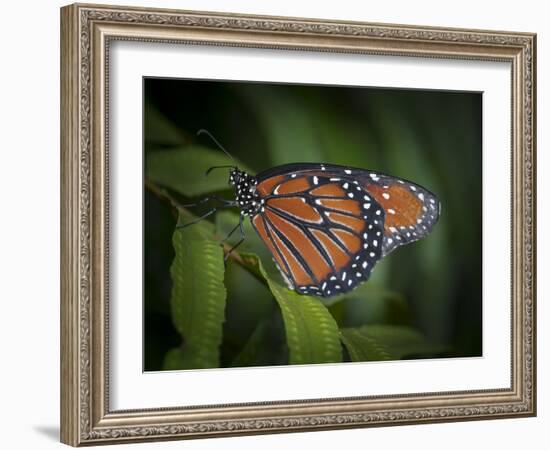 Queen butterfly, Danaus gilippus, Florida-Maresa Pryor-Framed Photographic Print