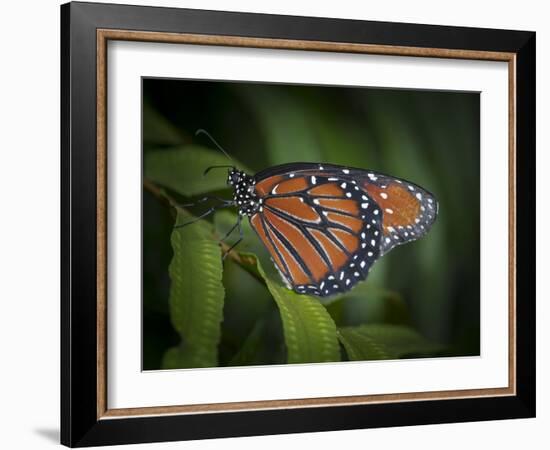 Queen butterfly, Danaus gilippus, Florida-Maresa Pryor-Framed Photographic Print