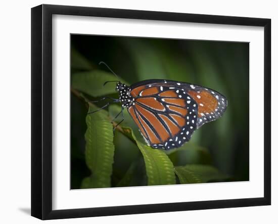 Queen butterfly, Danaus gilippus, Florida-Maresa Pryor-Framed Photographic Print