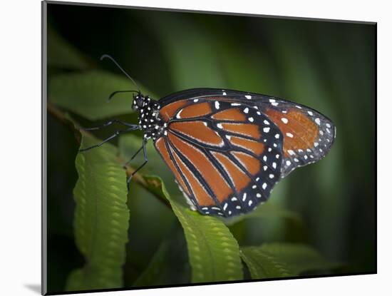 Queen butterfly, Danaus gilippus, Florida-Maresa Pryor-Mounted Photographic Print