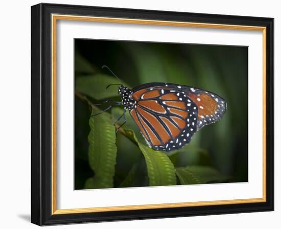 Queen butterfly, Danaus gilippus, Florida-Maresa Pryor-Framed Photographic Print