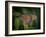 Queen butterfly, Danaus gilippus, Florida-Maresa Pryor-Framed Photographic Print