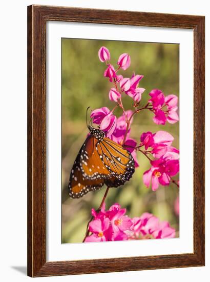 Queen Butterfly (Danaus Gilippus) on Queen's Wreath (Antigonon Leptopus)-Michael Nolan-Framed Photographic Print