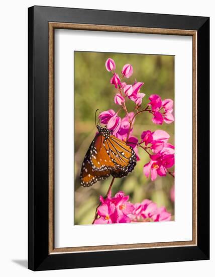 Queen Butterfly (Danaus Gilippus) on Queen's Wreath (Antigonon Leptopus)-Michael Nolan-Framed Photographic Print