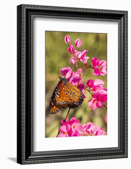 Queen Butterfly (Danaus Gilippus) on Queen's Wreath (Antigonon Leptopus)-Michael Nolan-Framed Photographic Print