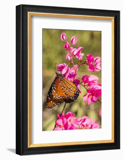 Queen Butterfly (Danaus Gilippus) on Queen's Wreath (Antigonon Leptopus)-Michael Nolan-Framed Photographic Print