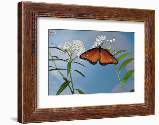 Queen butterfly expanding wings after emerging, Texas, USA-Rolf Nussbaumer-Framed Photographic Print