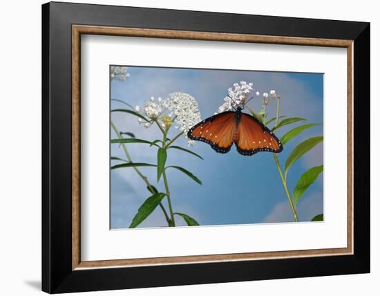 Queen butterfly expanding wings after emerging, Texas, USA-Rolf Nussbaumer-Framed Photographic Print