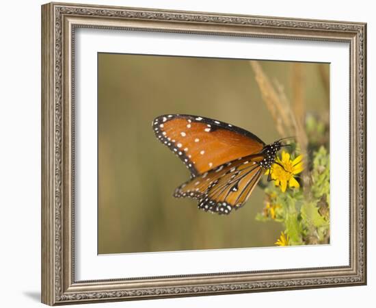 Queen butterfly getting nectar from flower, Danaus gilippus, Welder Flats, Texas-Maresa Pryor-Framed Photographic Print