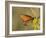 Queen butterfly getting nectar from flower, Danaus gilippus, Welder Flats, Texas-Maresa Pryor-Framed Photographic Print