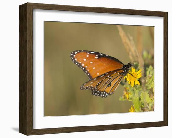 Queen butterfly getting nectar from flower, Danaus gilippus, Welder Flats, Texas-Maresa Pryor-Framed Photographic Print