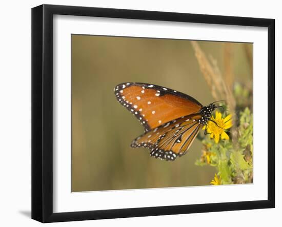 Queen butterfly getting nectar from flower, Danaus gilippus, Welder Flats, Texas-Maresa Pryor-Framed Photographic Print