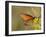 Queen butterfly getting nectar from flower, Danaus gilippus, Welder Flats, Texas-Maresa Pryor-Framed Photographic Print