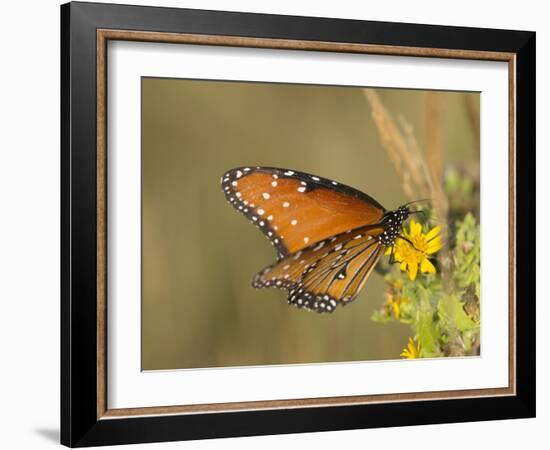 Queen butterfly getting nectar from flower, Danaus gilippus, Welder Flats, Texas-Maresa Pryor-Framed Photographic Print