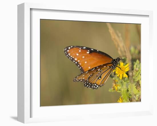 Queen butterfly getting nectar from flower, Danaus gilippus, Welder Flats, Texas-Maresa Pryor-Framed Photographic Print