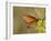 Queen butterfly getting nectar from flower, Danaus gilippus, Welder Flats, Texas-Maresa Pryor-Framed Photographic Print