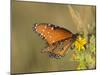 Queen butterfly getting nectar from flower, Danaus gilippus, Welder Flats, Texas-Maresa Pryor-Mounted Photographic Print