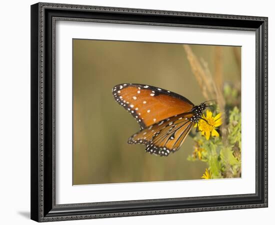 Queen butterfly getting nectar from flower, Danaus gilippus, Welder Flats, Texas-Maresa Pryor-Framed Photographic Print