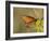 Queen butterfly getting nectar from flower, Danaus gilippus, Welder Flats, Texas-Maresa Pryor-Framed Photographic Print