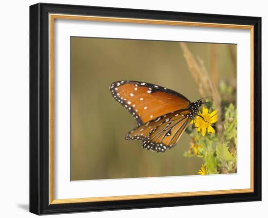 Queen butterfly getting nectar from flower, Danaus gilippus, Welder Flats, Texas-Maresa Pryor-Framed Photographic Print