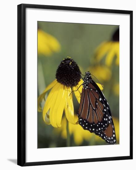 Queen Butterfly on Black-Eyed Susan, Florida, USA-Maresa Pryor-Framed Photographic Print