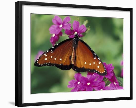Queen Butterfly on Verbena, Woodland Park Zoo, Seattle, Washington, USA-Darrell Gulin-Framed Photographic Print