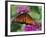 Queen Butterfly on Verbena, Woodland Park Zoo, Seattle, Washington, USA-Darrell Gulin-Framed Photographic Print