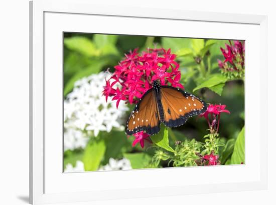 Queen butterfly, red Pentas, USA-Lisa S. Engelbrecht-Framed Premium Photographic Print