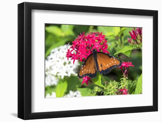 Queen butterfly, red Pentas, USA-Lisa S. Engelbrecht-Framed Photographic Print