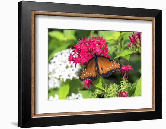 Queen butterfly, red Pentas, USA-Lisa S. Engelbrecht-Framed Photographic Print