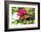 Queen butterfly, red Pentas, USA-Lisa S. Engelbrecht-Framed Photographic Print