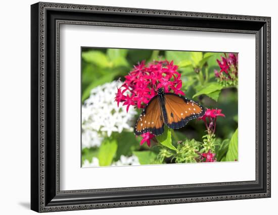 Queen butterfly, red Pentas, USA-Lisa S. Engelbrecht-Framed Photographic Print