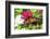 Queen butterfly, red Pentas, USA-Lisa S. Engelbrecht-Framed Photographic Print