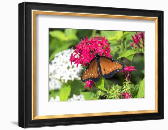 Queen butterfly, red Pentas, USA-Lisa S. Engelbrecht-Framed Photographic Print