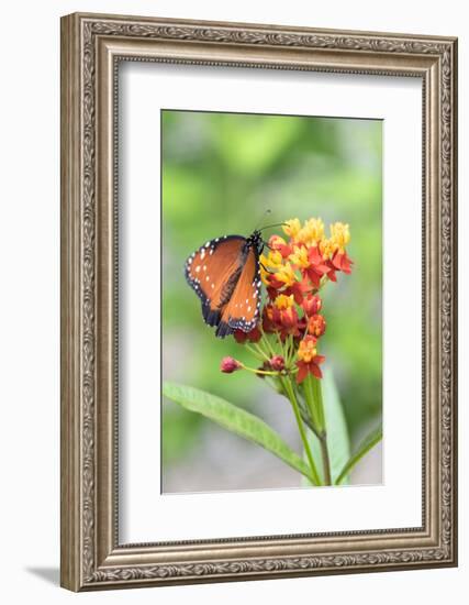 Queen butterfly, Scarlet Milkweed, USA-Lisa S Engelbrecht-Framed Photographic Print