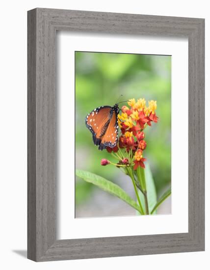 Queen butterfly, Scarlet Milkweed, USA-Lisa S Engelbrecht-Framed Photographic Print