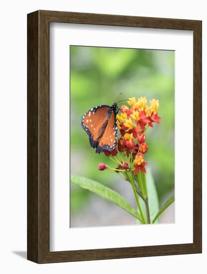 Queen butterfly, Scarlet Milkweed, USA-Lisa S Engelbrecht-Framed Photographic Print