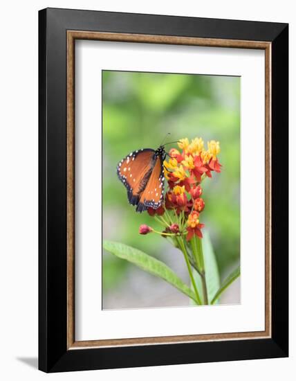 Queen butterfly, Scarlet Milkweed, USA-Lisa S Engelbrecht-Framed Photographic Print