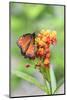 Queen butterfly, Scarlet Milkweed, USA-Lisa S Engelbrecht-Mounted Photographic Print