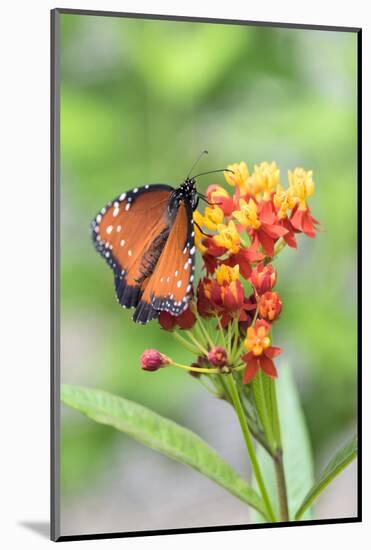 Queen butterfly, Scarlet Milkweed, USA-Lisa S Engelbrecht-Mounted Photographic Print