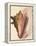 Queen Conch Shell, 1853-null-Framed Premier Image Canvas