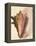 Queen Conch Shell, 1853-null-Framed Premier Image Canvas