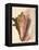 Queen Conch Shell, 1853-null-Framed Premier Image Canvas