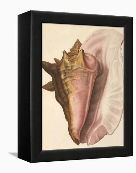 Queen Conch Shell, 1853-null-Framed Premier Image Canvas