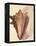 Queen Conch Shell, 1853-null-Framed Premier Image Canvas