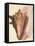 Queen Conch Shell, 1853-null-Framed Premier Image Canvas